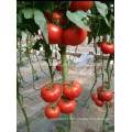 T08 Tina red hybrid tomato chinese vegetable seeds for sale